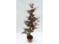 Javor dlaňolistý (acer palmatum) Shaina