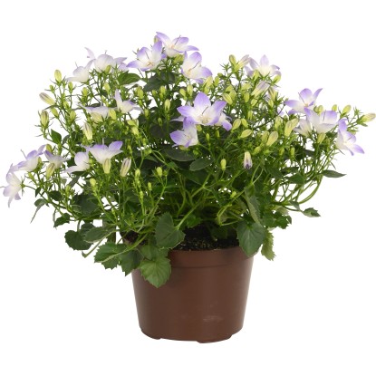 Zvonek karpatský "Fancy Mee", bílý-modrý, průměr květináče cca 10,5 cm