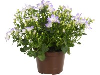 Zvonek karpatský Zvonek karpatský