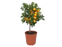 Citrusovník na kmínku oranžový průměr květináče cca 20 cm