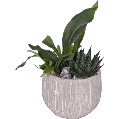 Aranžmá zelených rostlin v keramickém květináči průměr květináče cca 13 cm