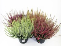 Vřes obecný různé barvy průměr květináče cca 19 cm