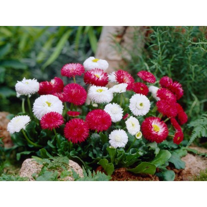 Landgard Sedmikráska chudobka (Bellis perennis) různé barvy cca pr. 11 cm