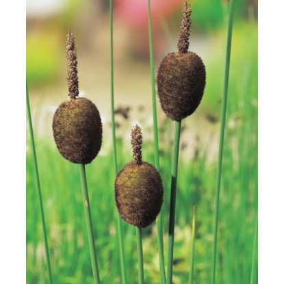 OBI Orobinec nejmenší hnědý pr. květináče cca 18 cm