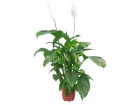 GROW by OBI Lopatkovec Sweet Lauretta průměr květináče cca 21 cm