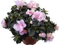 Pokojová azalka mix průměr květináče cca 12 cm