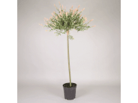 Vrba japonská Salix integra Hakuro Nishiki 80 cm Vrba japonská Salix integra Hakuro Nishiki 80 cm