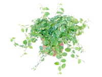 Fíkus droboučký Sunny průměr květináče cca 10 cm Fíkus droboučký Sunny průměr květináče cca 10 cm