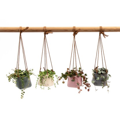 Keramický závěsný květináč s rostlinami různé odrůdy průměr cca 6 cm