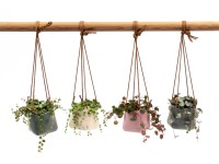 Keramický závěsný květináč s rostlinami různé odrůdy průměr cca 6 cm Keramický závěsný květináč s rostlinami různé odrůdy průměr cca 6 cm