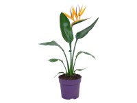 GROW by OBI Strelície královská s dekoračním květem průměr květináče cca 13 cm
