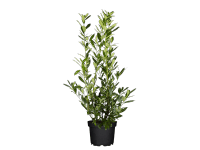 OBI Bobkovišeň lékařská (Prunus laurocerasus) výška 30-40 cm, 2 l OBI Bobkovišeň lékařská (Prunus laurocerasus) výška 30-40 cm, 2 l