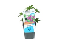 OBI Kakost bahenní růžový pr. květináče cca 9 cm OBI Kakost bahenní růžový pr. květináče cca 9 cm