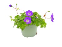 GROW BY OBI Kakost krvavý (Geranium sanguineum), různé druhy, pr. 17 cm