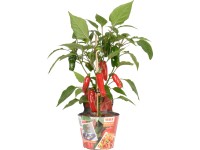 OBI Mini paprika Pick & Joy pr. květináče 14 cm, výška 40-50 cm