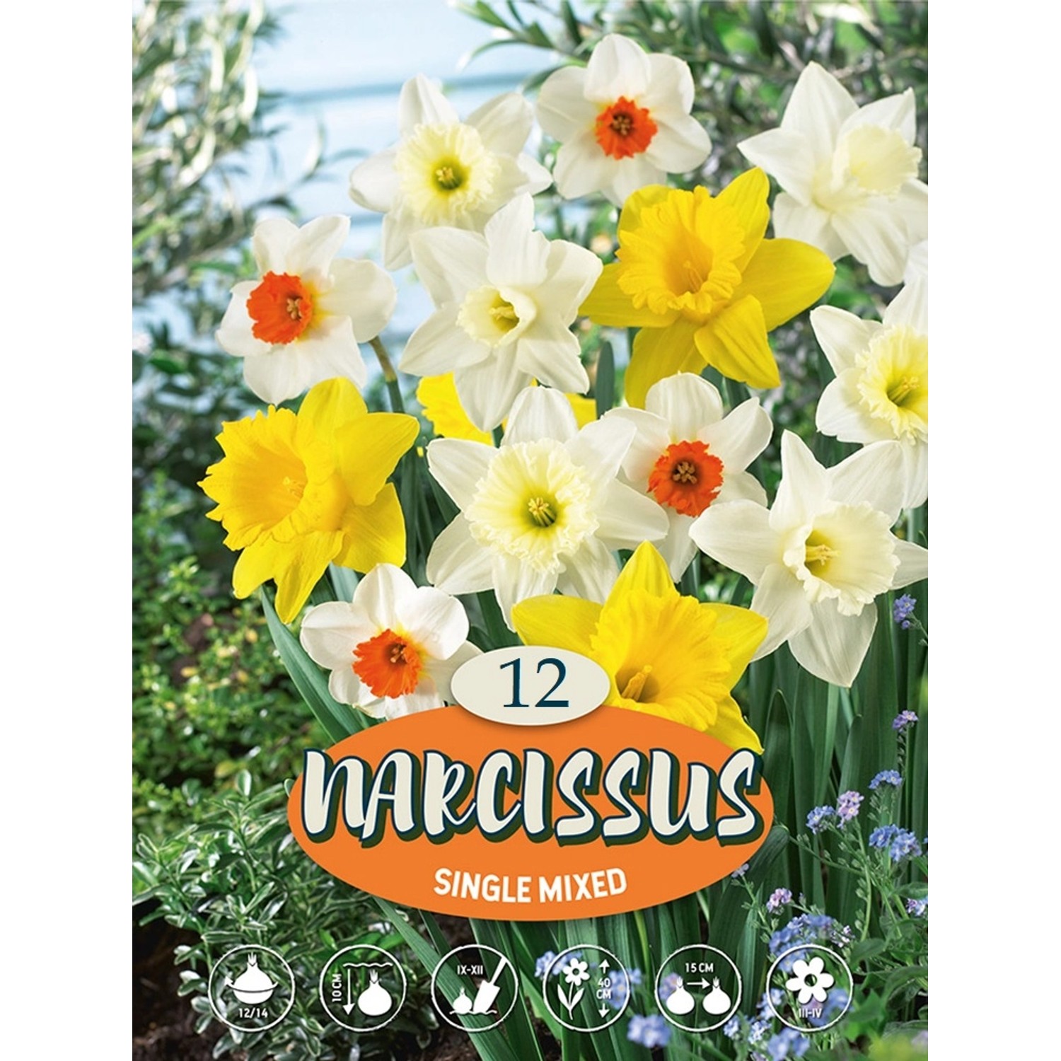 Narcisy "Mix jednoduchých narcisů" vícebarevné