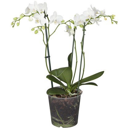 Orchidej Phalaenopsis Grandiflora Tropic Snowball bílá 4výhonková