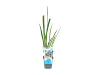 OBI Anoponský kosatec fialový, průměr květináče cca 9 cm, Iris kaempferi OBI Anoponský kosatec fialový, průměr květináče cca 9 cm, Iris kaempferi