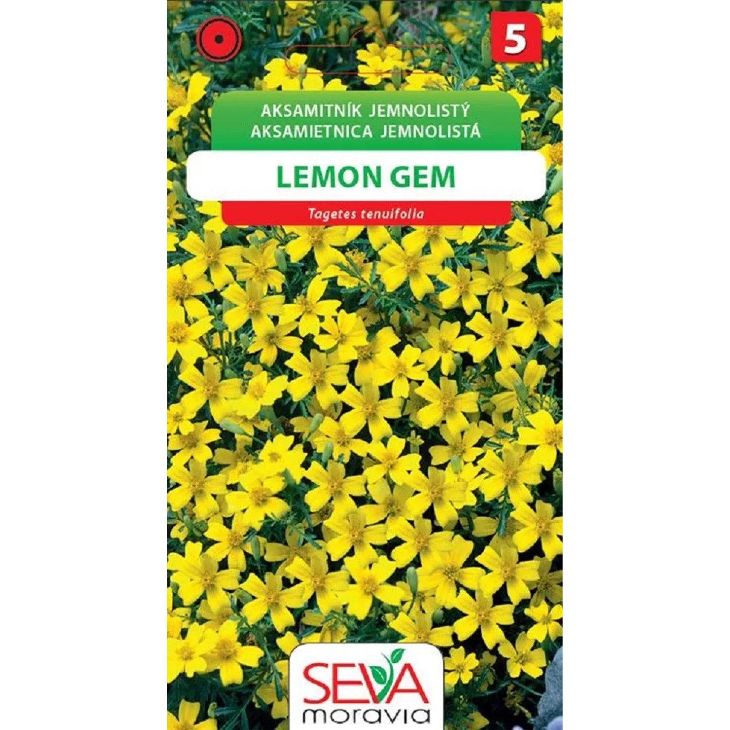 Semínka Aksamitník jemnolistý Lemon Gem (Tagetes tenuifolia)