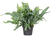 Tečkovka zlatá Tečkovka zlatá