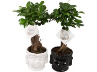 Bonsaj fíkovníku (Ficus microcarpa) Ginseng, v keram. květináči, pr. cca 15 cm