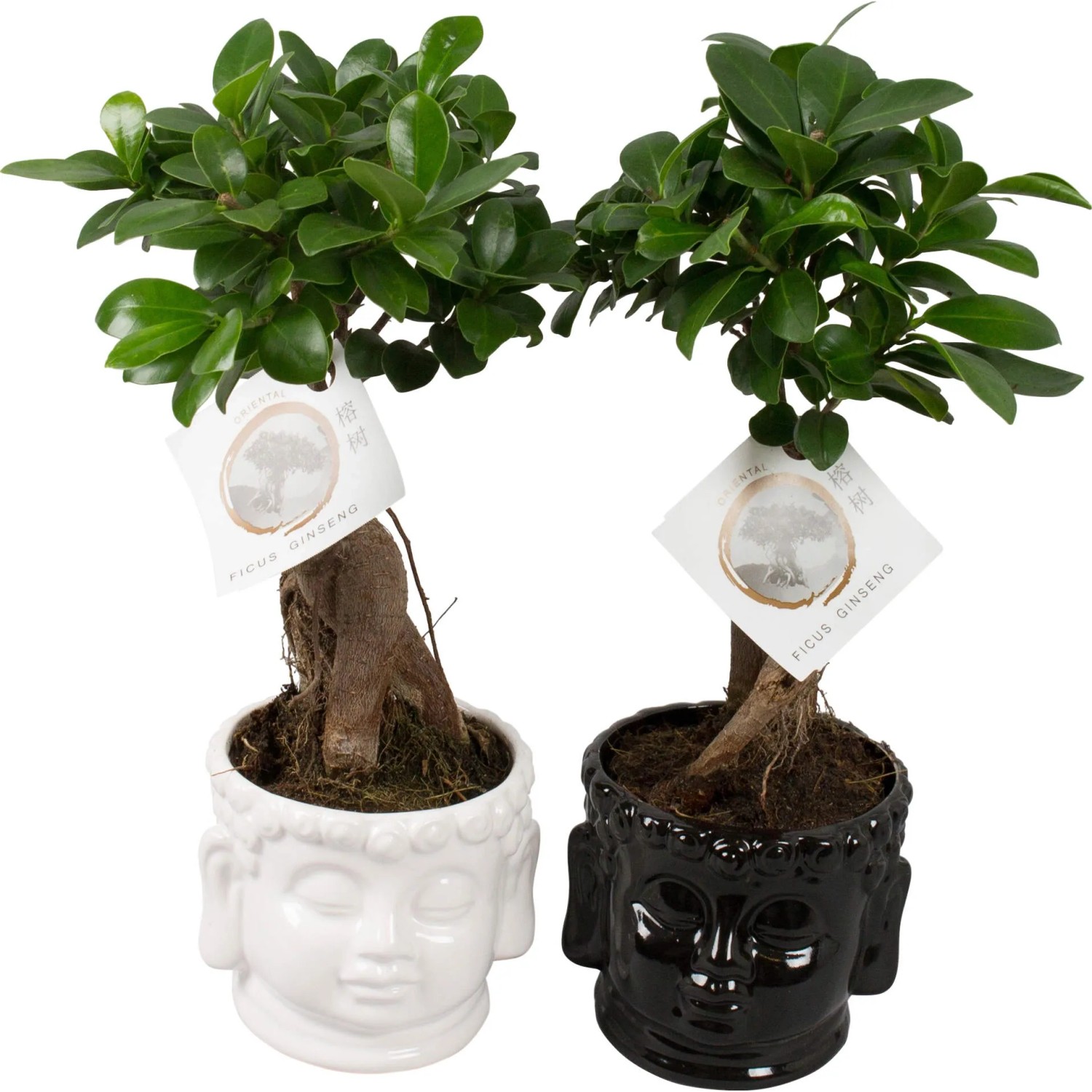 Bonsaj fíkovníku (Ficus microcarpa) Ginseng, v keram. květináči, pr