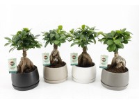 Fíkovník drobnolistý Fíkovník drobnolistý