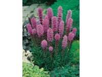 OBI Šuškarda klasnatá OBI Šuškarda klasnatá