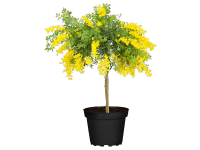 Čilimník (Cytisus racemosus) kmínek, pr. kv. cca 19 cm