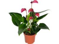 GROW by OBI Anthurie Karma Purple purpurově červená