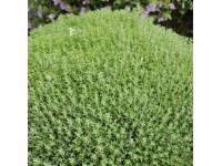 Tymián Fredo průměr květináče cca 12 cm Thymus
