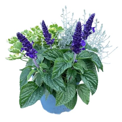 Podzimní mix rostlin, fialová, pr. kv. cca 17 cm