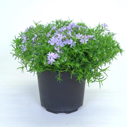Skalničky, různé odrůdy, výška cca 15-25 cm, pr. kv. cca 17 cm