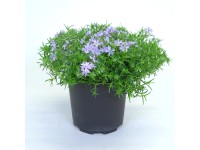 Skalničky, různé odrůdy, výška cca 15-25 cm, pr. kv. cca 17 cm Skalničky, různé odrůdy, výška cca 15-25 cm, pr. kv. cca 17 cm