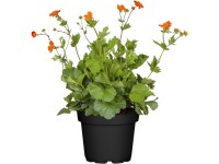 OBI Kuklík šarlatový 