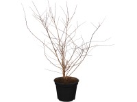 OBI Tavolník van Houtteův, 50-60 cm, květináč cca 3,5 l OBI Tavolník van Houtteův, 50-60 cm, květináč cca 3,5 l