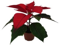 Vánoční hvězda červená pr. květináče 6 cm