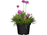 OBI Trávnička přímořská růžová pr. květináče cca 13 cm