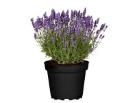 GROW by OBI Levandule úzkolistá (Lavandula angustifolia) 