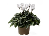 Brambořík perský (Cyclamen persicum) různé barvy výška 30-35 cm, pr. cca 13 cm