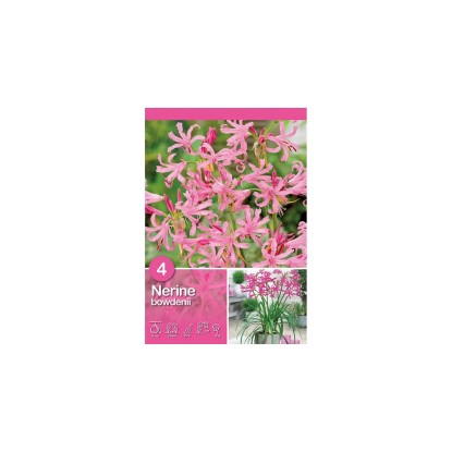 Amarylis zahradní " Nerine bowdenii"růžový