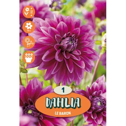 Jiřiny "Thomas Edison" purpurové