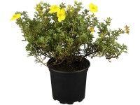 OBI Mochna křovitá (Potentilla fruticosa) žlutá, výška 30-40 cm, cca 3 l