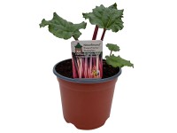 Naturfreund Reveň kadeřavá (Rheum rhabarbarum), pr. kv. cca 19 cm