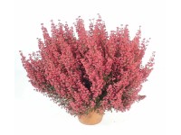 Landgard Vřesovec kapský (Erica gracilis) cca pr. 11 cm