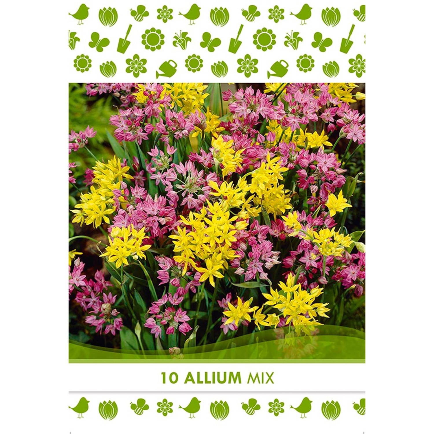 Květinová cibulka česneku ozdobného (Allium Mixed)