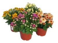 MONTANO Listopadka indická (Chrysanthemum indicum) různé barvy pr. cca 12 cm