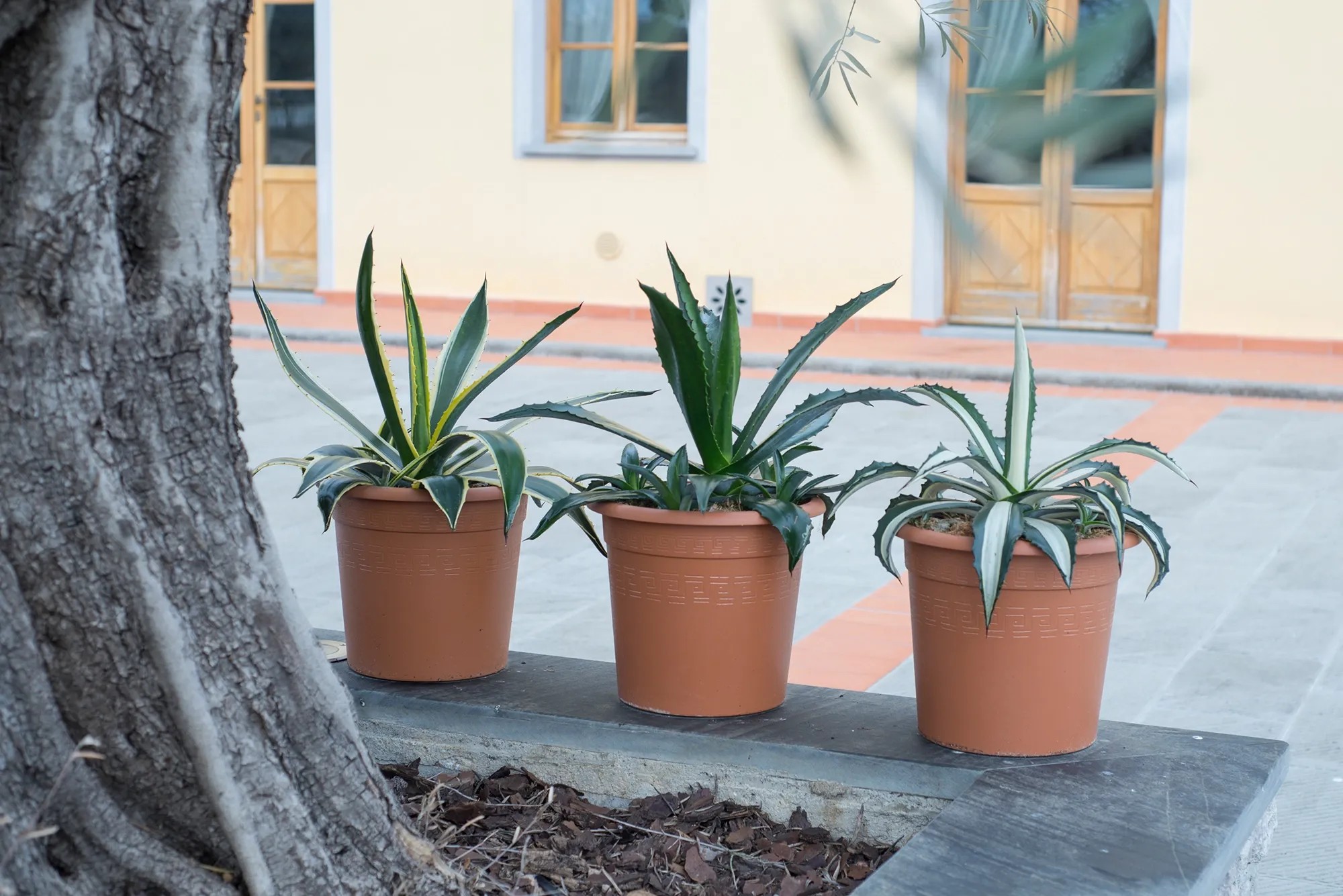 GROW by OBI Agve americk (Agave americana) vka 20 cm, 6 l