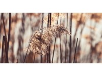 Bondecor Obraz, tištěné plátno Trendy 50 x 100 cm