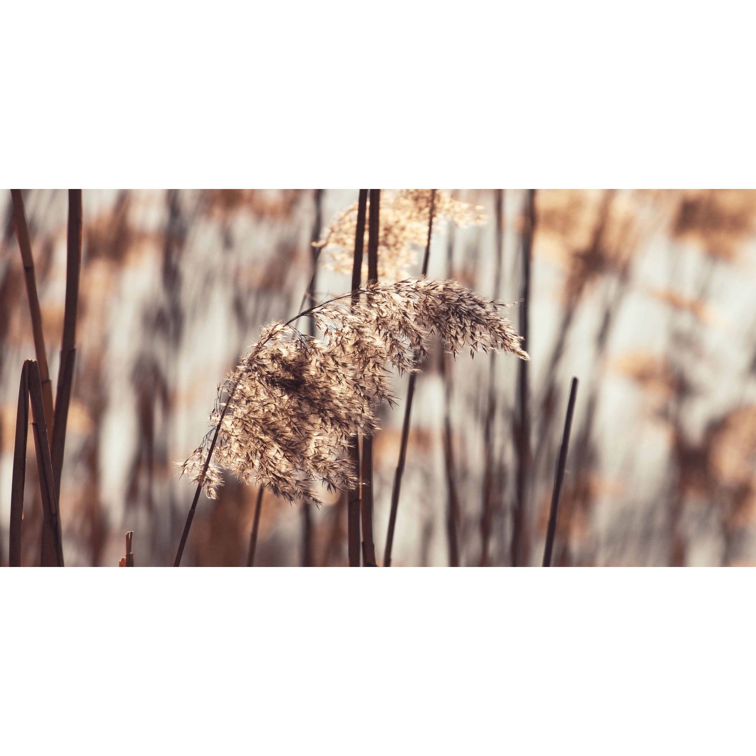 Bondecor Obraz, tištěné plátno Trendy 50 x 100 cm